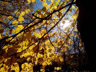 金色的秋天, 卢日尼基体育场, 叶子, 太阳, 太阳的光芒, 公园