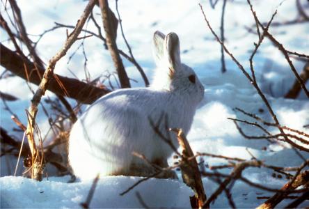 北极野兔, 极地兔, 小兔子, 可爱, 白色, 动物, 哺乳动物