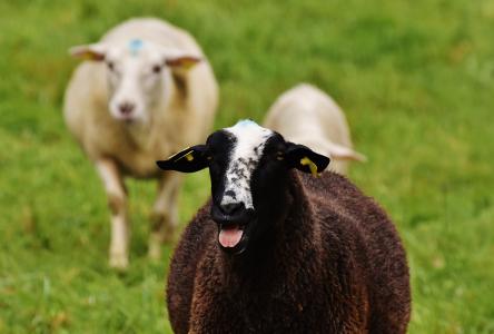 羊, 动物, 草甸, 羊毛, 吃草, 自然, 农场