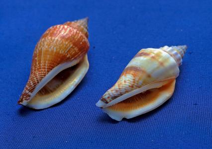 海洋海螺, 贝壳, 传染性, 海洋动物, 足, 海贝壳, 海螺