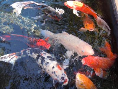 鱼, 水, 鱼群, nishikigoi, 锦鲤, 品种, 鲤鱼