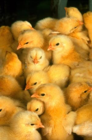 婴儿鸡, 小鸡, 黄色, 可爱, 小, 年轻, 家禽