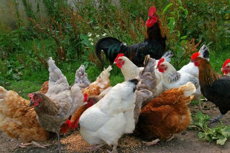 鸡, 小鸡快跑, 农场, 喂养, 谷物, 食品, 白鸡