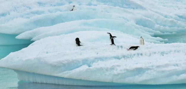 南极洲, 疯狂的企鹅, 海, 海洋, 水, 冬天, 雪