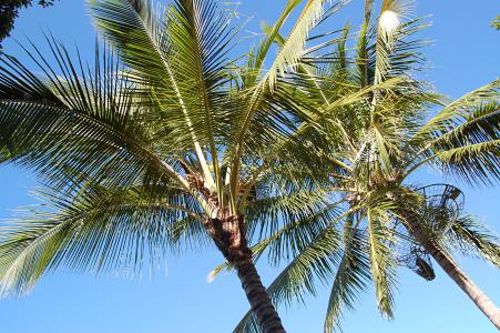 棕榈树, 夏季, 澳大利亚, 叶