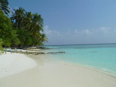 海滩, 棕榈树, 海, 加勒比海, 假日, 马尔代夫, 水