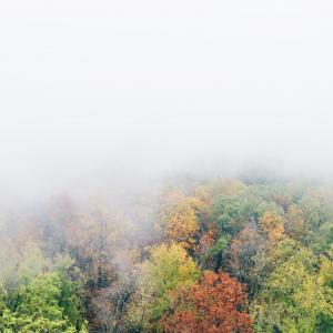 绿色, 棕色, 树木, 秋天, 云计算, 云彩, 森林