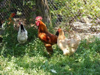 鸡, 鸡, 农场, 花园, 母鸡, 母鸡, 公鸡