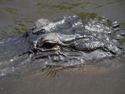 短吻鳄, 佛罗里达州, 大沼泽地国家公园, 爬行动物, 水, 眼睛, 捕食者
