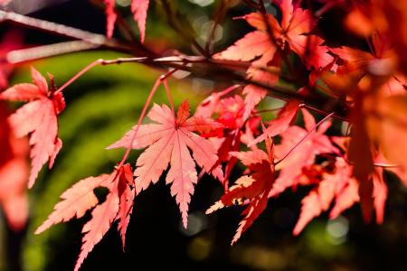 日本, 景观, 自然, k, 木材, 秋天, 植物