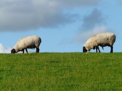 群羊, 羊, 双, 团结, 系列, 在行, 站在