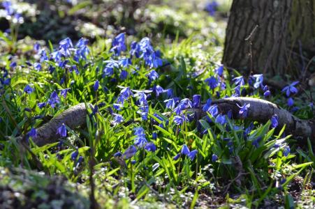 森林, 春天的花朵, 蓝色, 春天