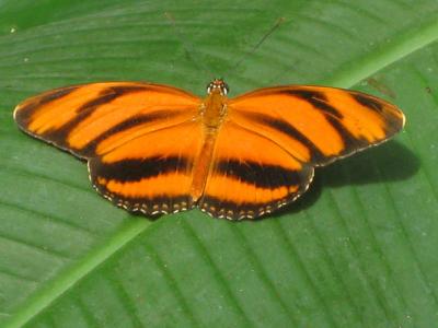 蝴蝶, 昆虫, 动物, 叶, 自然, 蝴蝶-昆虫, 动物的翼