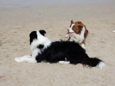 狗, 海滩, 边境牧羊犬, 谱系, 犬, 快乐, 沙子