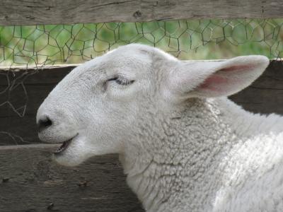 羊, 羊白羊座, 动物, 牲畜, 白色, 国内, 农场