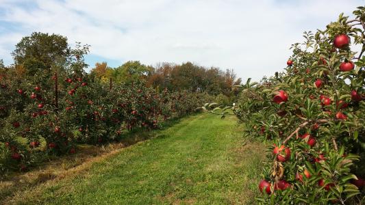 果园, 苹果, 农业, 水果, 农场, 收获, 树木