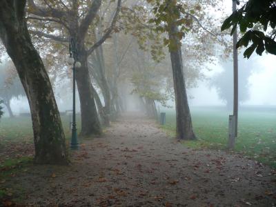 秋天, 促销, 木材, 树木, 自然, 雾