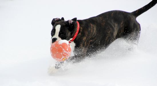 狗, 拳击手, 黑色和白色, 运行, 球, 雪, 戏剧