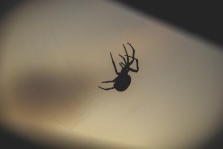 晚上, 黑暗, 秋天, 蜘蛛, 蜘蛛网, 一种动物, 动物主题