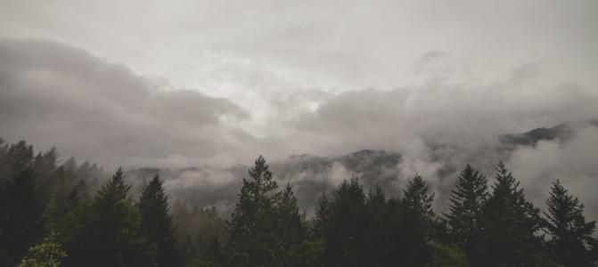 树木, 雾, 云彩, 景观, 森林, 雾, 光