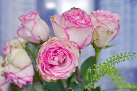 玫瑰, 花束, 花, 礼物, 快乐, 庆祝活动, 内政
