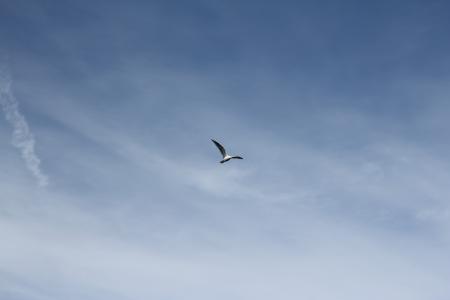 白色, 灰色, 海鸥, 飞行, 白天, 鸟, 天空