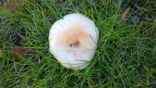 蘑菇, 草, 叶