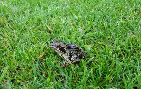 青蛙, 草甸, 两栖类动物, 青蛙, 绿色的草地上, 蟾蜍