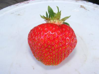 草莓, 水果, 单一块水果, 吃, 食品, 甜, 夏季