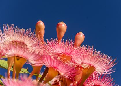 桉树花, 花, 花蕾, 开花, 澳大利亚, 粉色, 树
