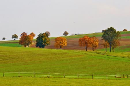 景观, 秋天, 树木, 自然, 秋天的落叶, 草甸, 农业