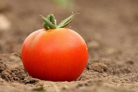 番茄, 红色, 饮食, 重量, 失去肉体, 健康, 为什么