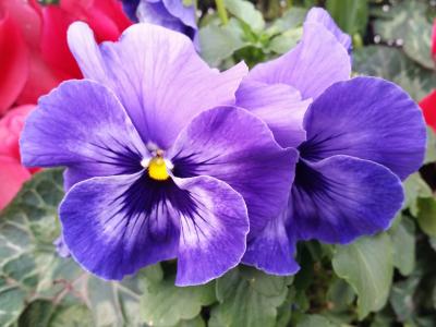 三色堇, 花, 紫色, 自然, 春天
