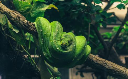 python, 蛇, 爬行动物, 美, 绿色, 水晶球, 动物
