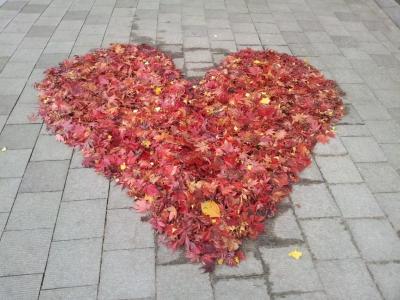爱, 秋天, 叶子, 线索, 这颗恒星, 花, 粉红色的颜色
