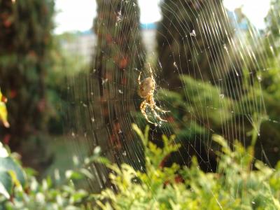 蜘蛛, 酒店, 昆虫, 蜘蛛网, 自然, 宏观, 蜘蛛网
