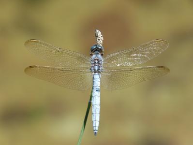 蓝蜻蜓, 干, 湿地, orthetrum cancellatum, 蜻蜓, 河