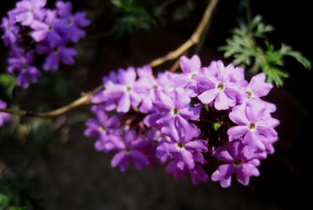 花, 小花, 复合材料, 紫色, 紫罗兰色, 讲究, 珀蒂