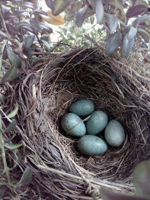黑鹂, 鸟巢, 鸡蛋