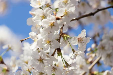 樱桃树, 春天, 日本