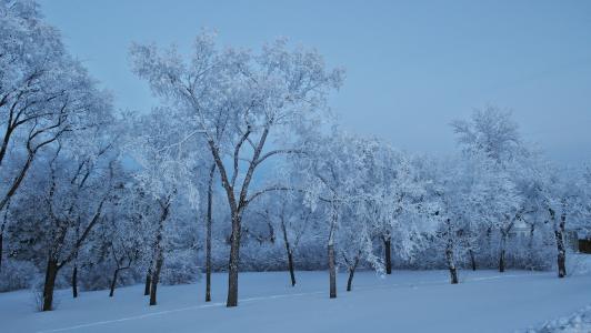 蓝色, 雪, 弗罗斯特, 冬天, 光, 美丽, 天空