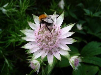 蜜蜂, 花, 花园, 昆虫, 自然, 夏季, 植物