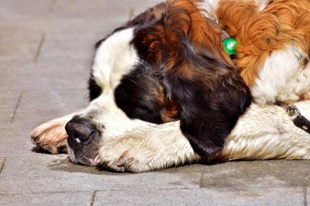 狗, 圣伯纳德 ·, 睡眠, 累了, 棕色, 动物, 休息