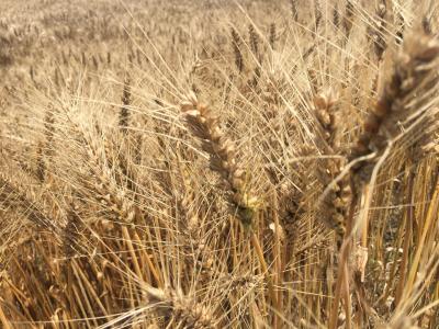 夏季, 小麦, 希望