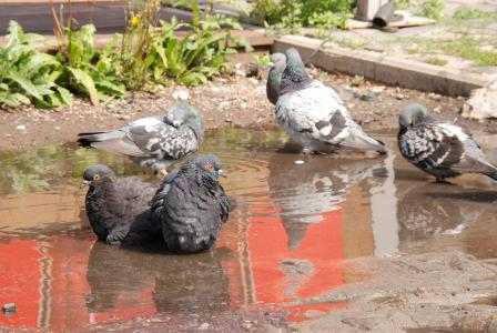 鸽子, 鸟, 浴, 水, 泥浆, 夏季, 热