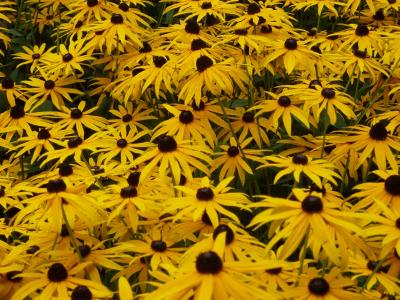 太阳帽子, 黄色, 黄金光菊, 花卉园, 黄色的花, 关闭夏日花园, 灌木