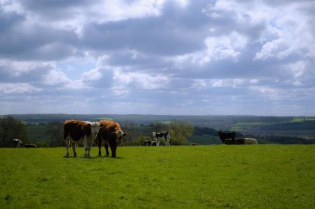 英格兰, 北, 约克郡, 母牛, 母牛, 景观, 草
