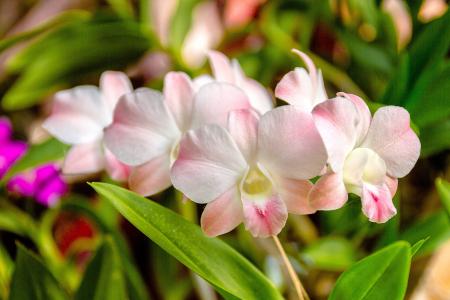 兰花, 白色兰花, 白色, 花, 泰国