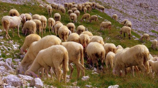 羊群, 羊, 浏览, 草, 山