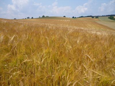 麦田, 小麦, 谷物, 农业, 景观, 植物, 风景名胜